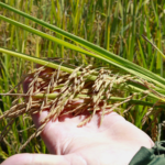 Cadeia produtiva do arroz seguirá enfrentando dificuldades em 2026