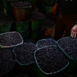 Estudo aponta necessidade de integrar a sociobioeconomia ao planejamento de infraestrutura