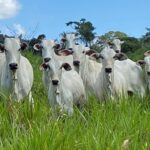 Roraima registra aumento de 231% na exportação de bovinos em 2025