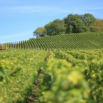 Como o cooperativismo habilita os negócios da agricultura familiar