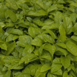 Crédito rural cresce 6% e atinge R$ 316,57 bilhões para o período da safra 2025/2026