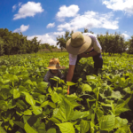 Microcrédito rural movimenta R$ 69,7 milhões em janeiro e reforça apoio à agricultura familiar