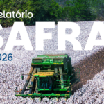 Plantio da nova safra de algodão entra na reta final e o Brasil conclui o beneficiamento da produção recorde