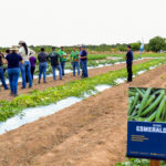Dia de Campo no CDT aproxima comunidade de novas culturas e técnicas de cultivo