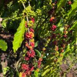 Governo de Roraima promove ciclo de palestras para fortalecer cadeia produtiva do café no Estado