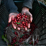 Safra recorde de café em 2026 reforça importância do manejo eficiente de plantas daninhas nas lavouras