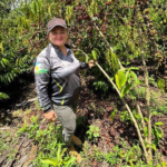 Produtora rural de Caroebe fortalece fruticultura com apoio do Sebrae em Roraima