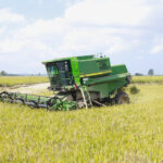 Colheita avança em Santa Catarina sob pressão da crise do arroz