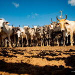 Prefeitura de Boa Vista inicia vacinação contra a brucelose nas comunidades indígenas do município