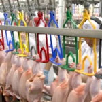 Mesmo com crise no Oriente Médio exportações de carne de frango crescem 6% em março