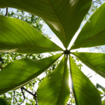 CNI mapeia mercado bilionário de créditos de biodiversidade como ativo de competitividade para indústria 