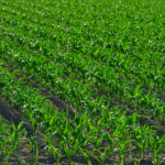Dívidas do agro: Senado amplia socorro e produtores temem nova MP