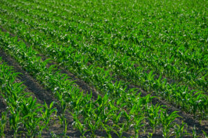 Dívidas do agro: Senado amplia socorro e produtores temem nova MP