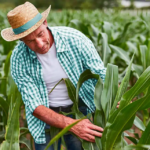 Serasa aponta que concessões de crédito rural e agroindustrial somaramm mais de R$ 179 bilhões em 2025