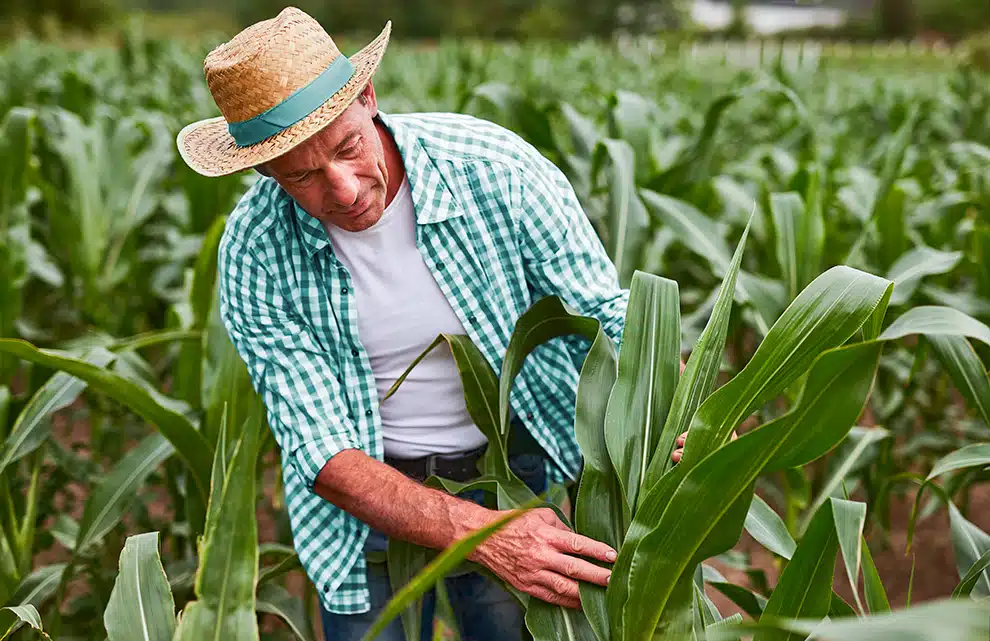 Serasa aponta que concessões de crédito rural e agroindustrial somaramm mais de R$ 179 bilhões em 2025