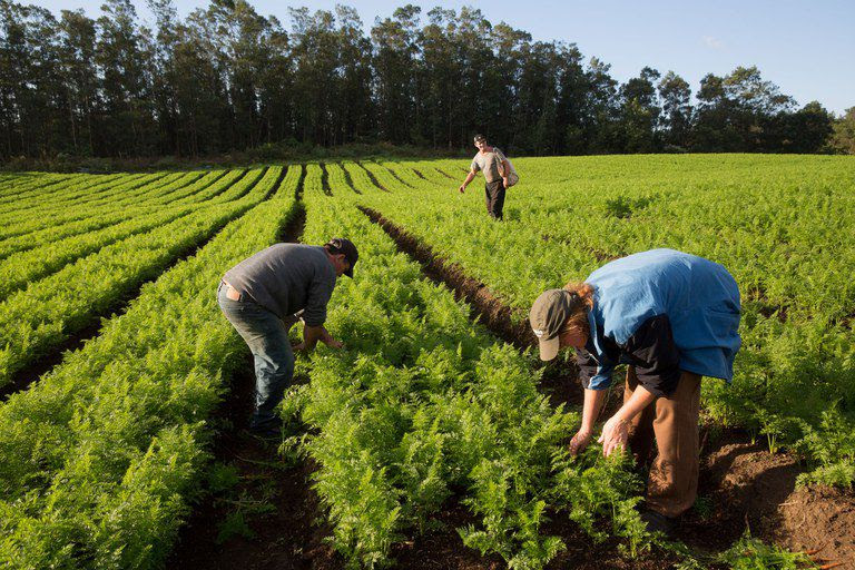 Inadimplência rural bate recorde e acende alerta sobre gestão financeira no campo