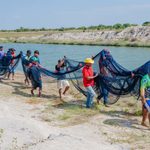 Comunidade indígena Lago Grande faz despesca de mais de duas toneladas de tambaqui