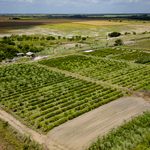 Irrigação fotovoltaica contribui para produção na zona rural de Boa Vista