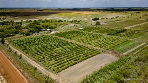 Irrigação fotovoltaica contribui para produção na zona rural de Boa Vista