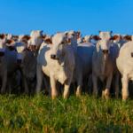 Valor Bruto da Produção Agropecuária é estimado em R$ 1,39 trilhão em julho