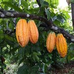 Mapeamento revela a geografia da produção de cacau na Amazônia