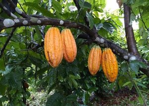 Mapeamento revela a geografia da produção de cacau na Amazônia