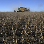 Área de soja cresce cerca de 43 mil hectares no Piauí e no Maranhão, enquanto Acre e Amazonas registram queda conjunta de 12%