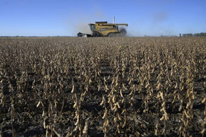 Área de soja cresce cerca de 43 mil hectares no Piauí e no Maranhão, enquanto Acre e Amazonas registram queda conjunta de 12%