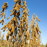 Análise genética indica cultivares de soja STS para manejo de plantas daninhas
