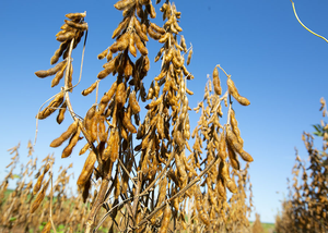 Análise genética indica cultivares de soja STS para manejo de plantas daninhas