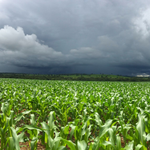 El Niño forte aumenta risco para o agronegócio