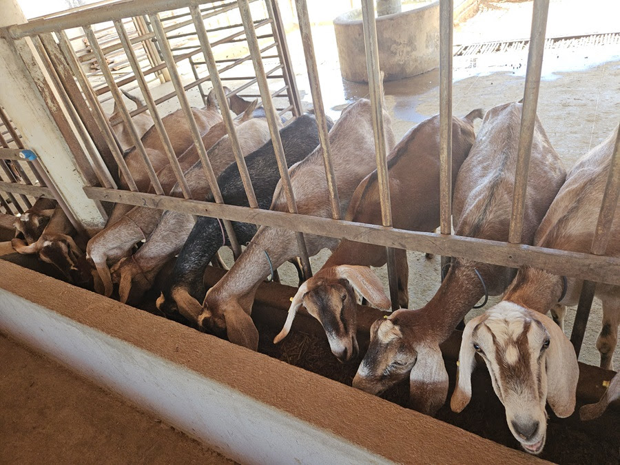 Rebanhos de caprinos e ovinos crescem no Brasil e reforçam concentração no Nordeste